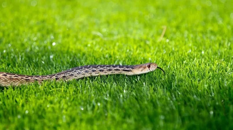 Snake in the Grass