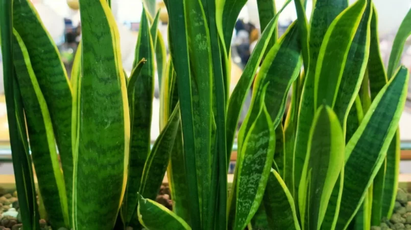 Snake plant Sansevieria