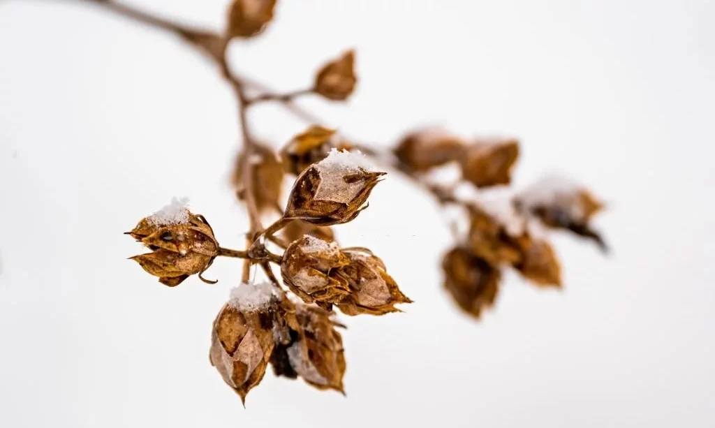 Snowy and icy hibiscus twig with dried fruit