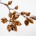 Snowy and icy hibiscus twig with dried fruit