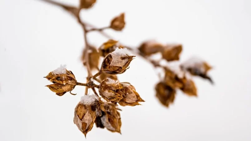 Snowy and icy hibiscus twig with dried fruit