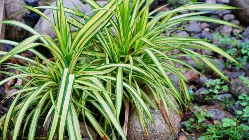 Spider plant in the garden