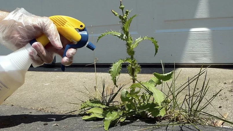 Spraying a Weed