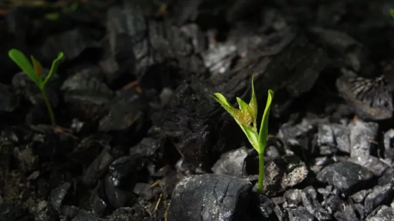 Sprouts on the coals after the fire