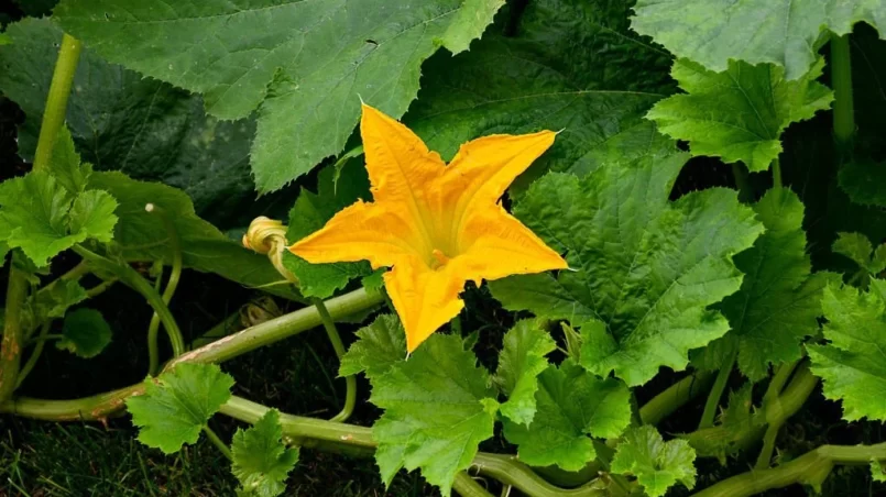 Squash blossom