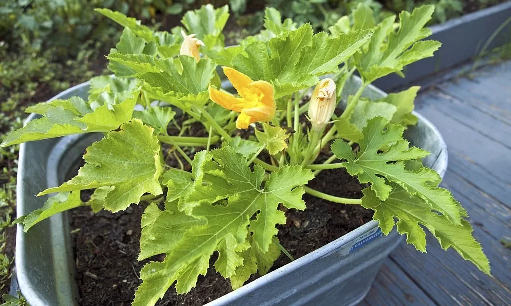 Squash grows in a pot