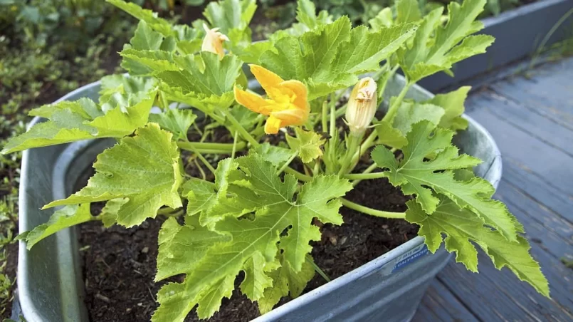 Squash grows in a pot