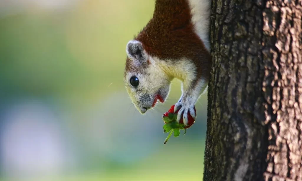 Squirrel eat strawberry