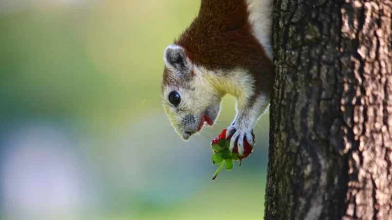 Squirrel eat strawberry