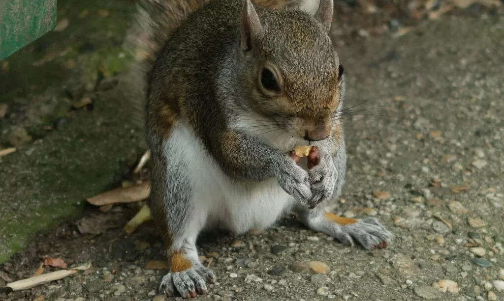 Squirrel eatign nut