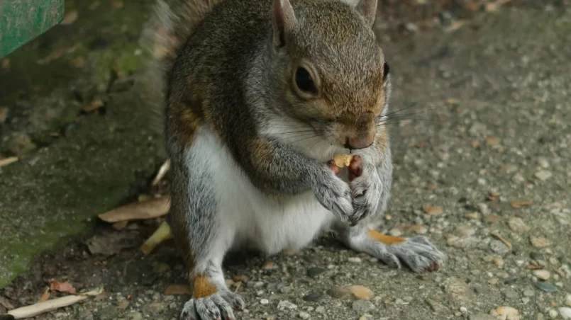 Squirrel eatign nut