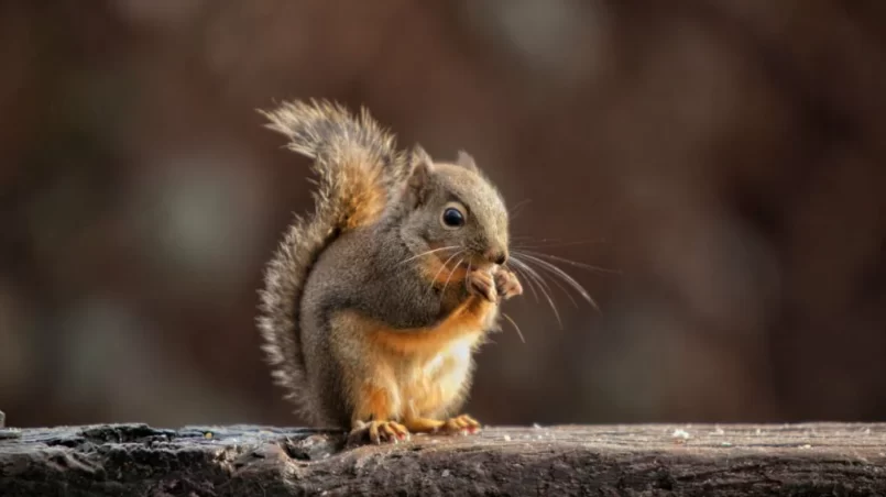 Squirrel eating