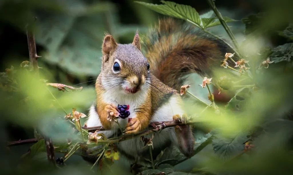 Squirrel eating berries