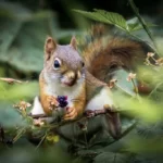 Squirrel eating berries