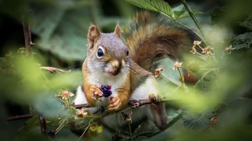 Squirrel eating berries