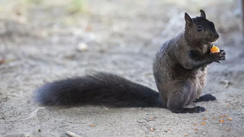 Squirrel eating carrot