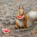 Squirrel eating watermelon