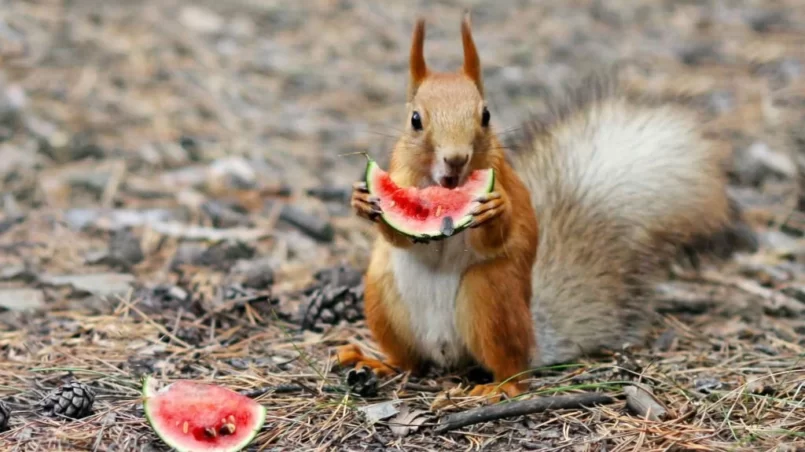 Squirrel eating watermelon