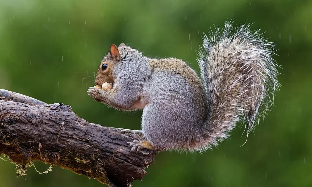 Squirrels in rain