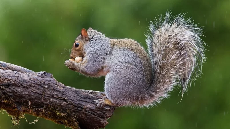 Squirrels in rain