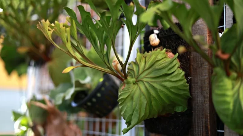 Staghorn Fern (Platycerium) plants