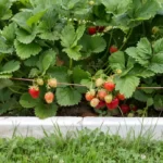 Strawberry plants supported by line