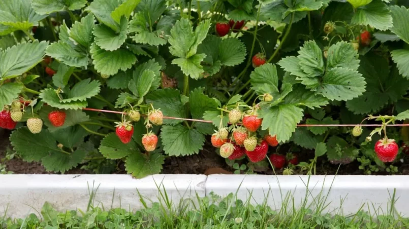 Strawberry plants supported by line