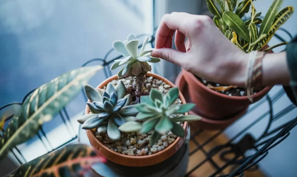 Succulent plants in an apartment