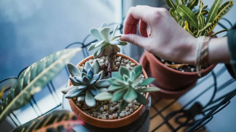 Succulent plants in an apartment