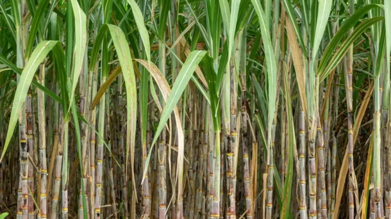 Sugarcane field