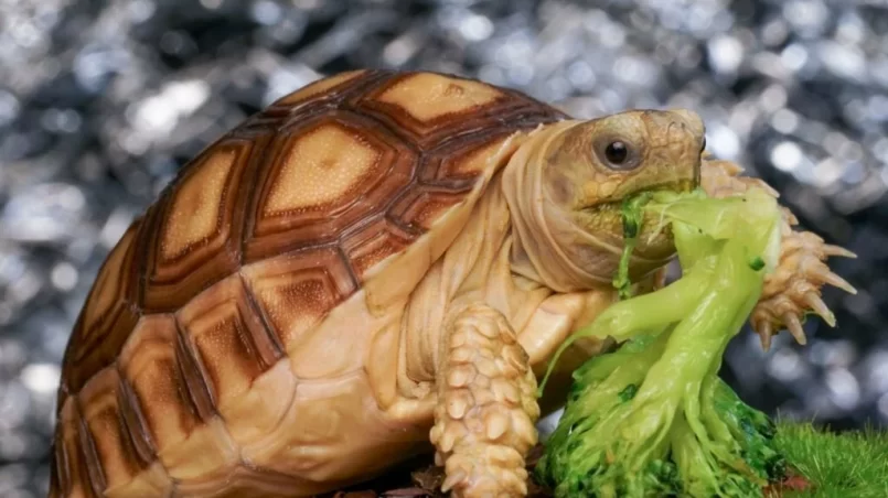 Sulcata Tortoise eating broccoli