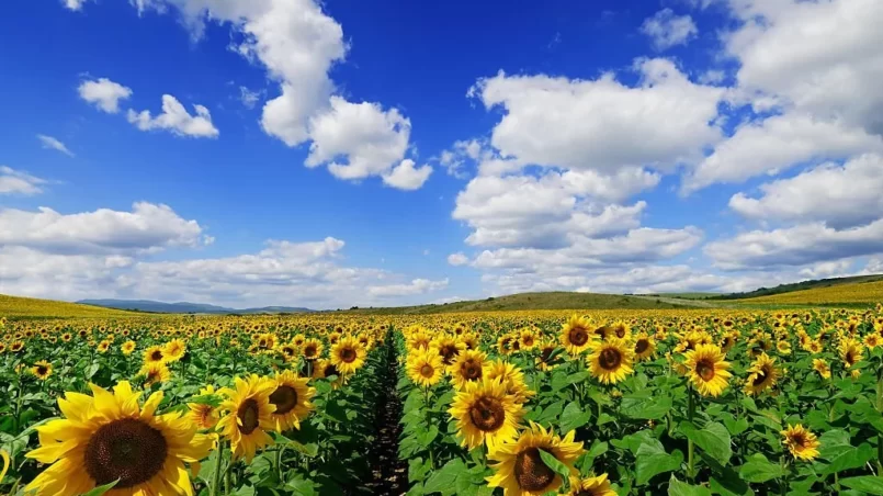 Sunflowers field and the blue sky