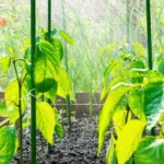 Supported bell pepper plants