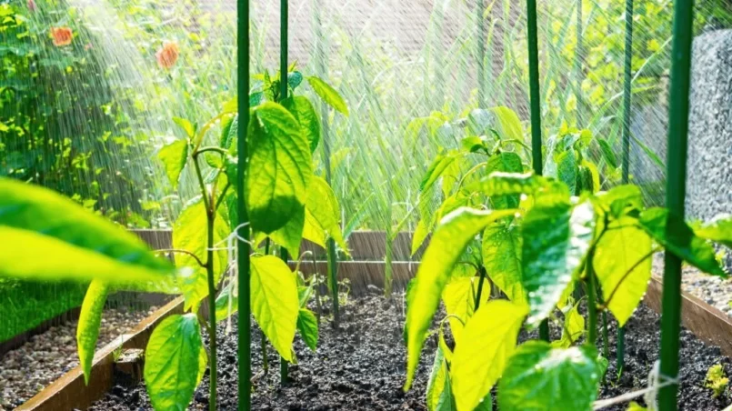 Supported bell pepper plants