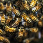 Swarm of honey bees