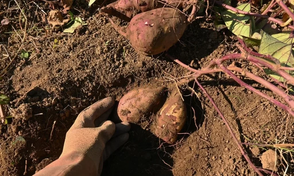 Sweet potato cultivation