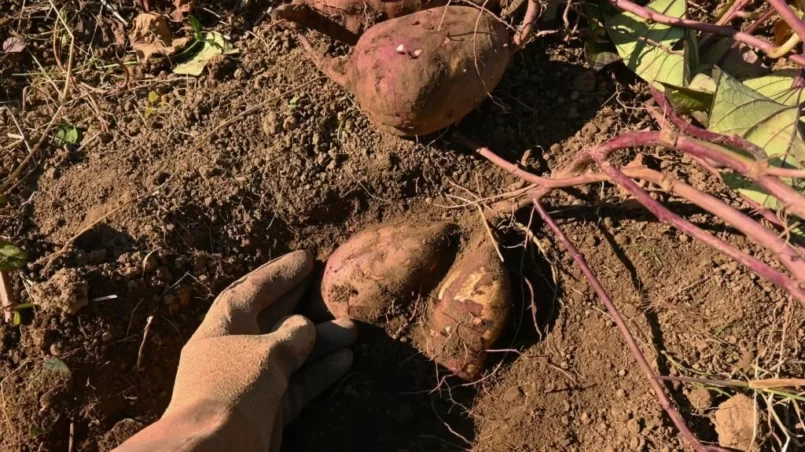 Sweet potato cultivation