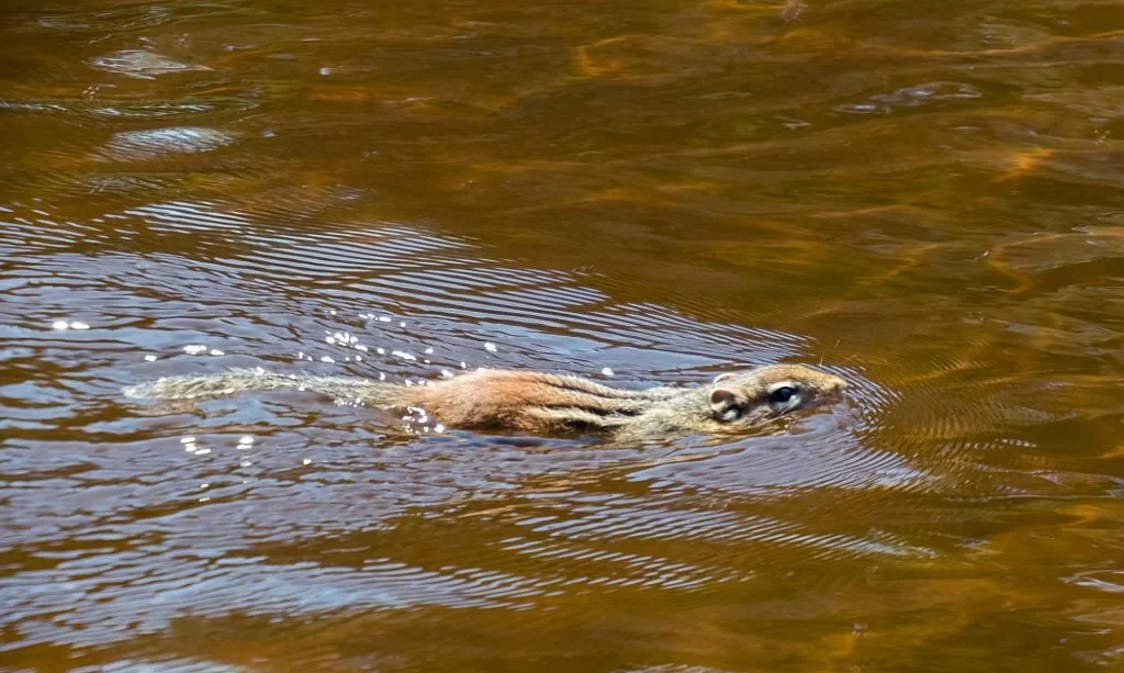 Swimming brown squirrel