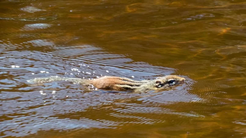 Swimming brown squirrel