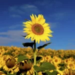 Tall Sunflower in Field of Sunflowers