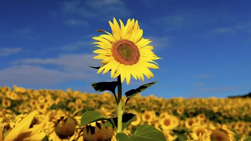 Tall Sunflower in Field of Sunflowers