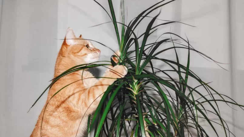 Cat is trying to bite the corn plant