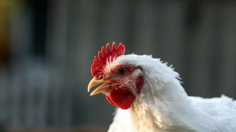 The head of a white rooster broiler