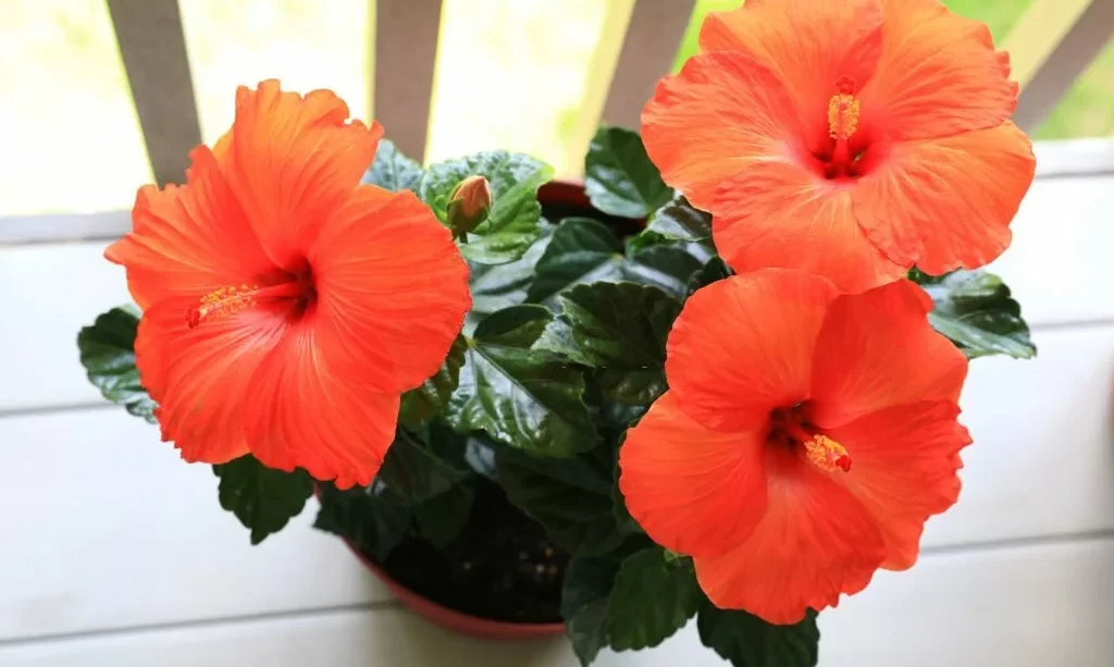 Three Red Hibiscus Flowers in pot