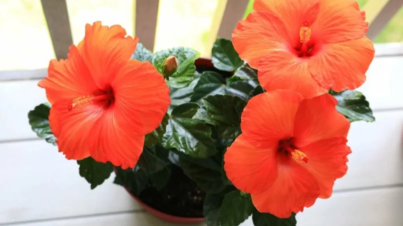 Three Red Hibiscus Flowers in pot