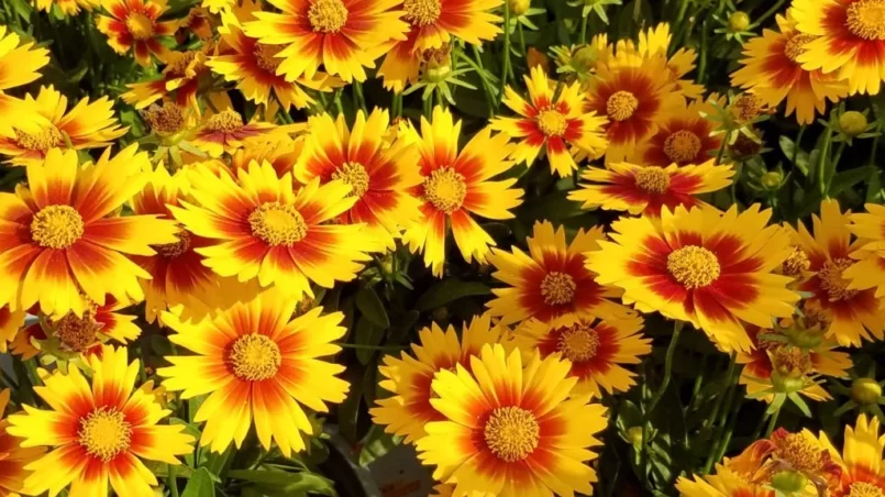 Tickseed Coreopsis Flowers