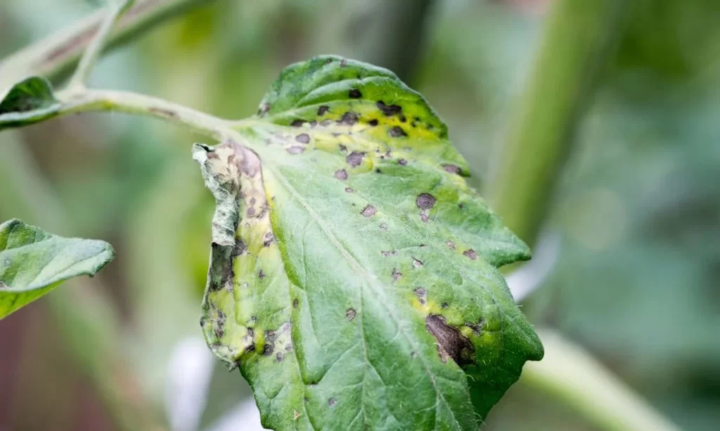 Tomato plant infected tomato spotted wilt virus