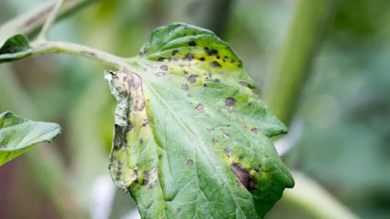 Tomato plant infected tomato spotted wilt virus