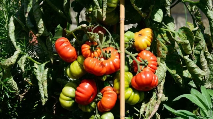 Tomatoes growing on the vine in a garden veg plot