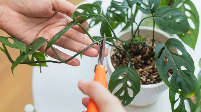 Trimming monstera plant